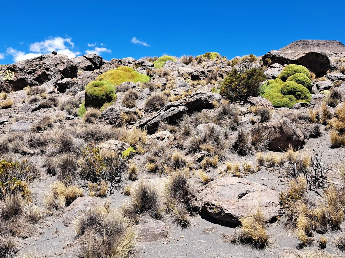 Sector con refugios y condiciones adecuadas para el desplazamiento o liberación de fauna silvestre