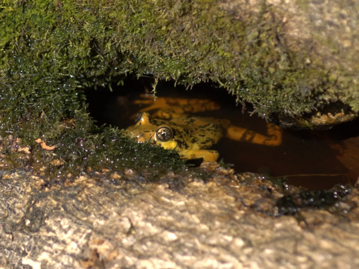 Rana jaspeada (Batrachyla antartandica) resguardada en un refugio húmedo dentro de un tronco