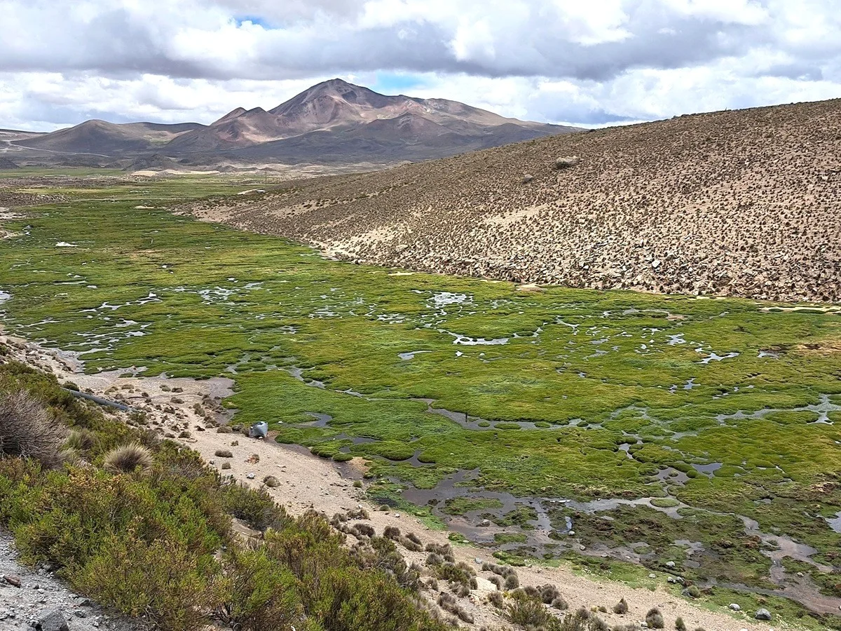 Bofedal altiplánico con vegetación húmeda y relieve de alta montaña