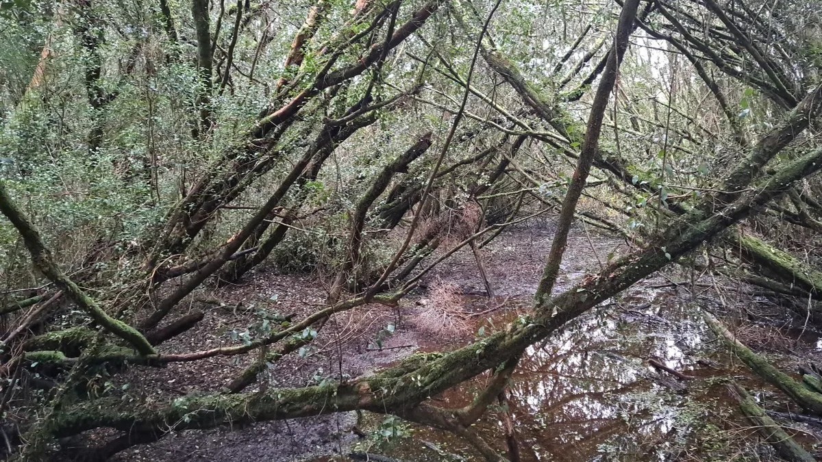 Bosque nativo con árboles inclinados y suelo húmedo
