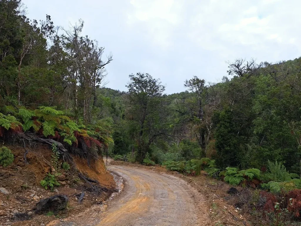 Camino de ripio rodeado de bosque y helechos arborescentes