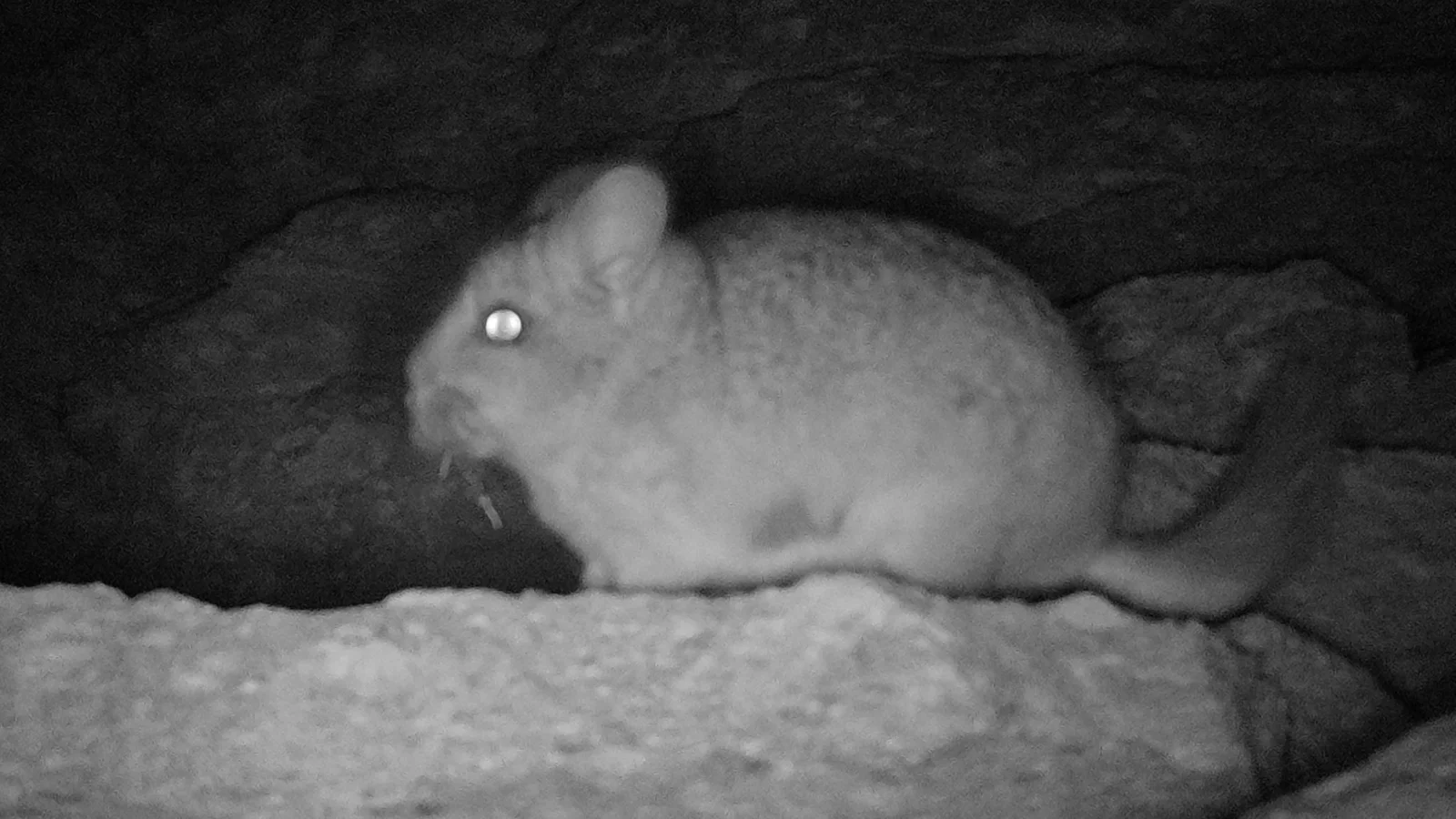 Chinchilla de cola corta registrada por trampa-cámara durante monitoreo de fauna silvestre