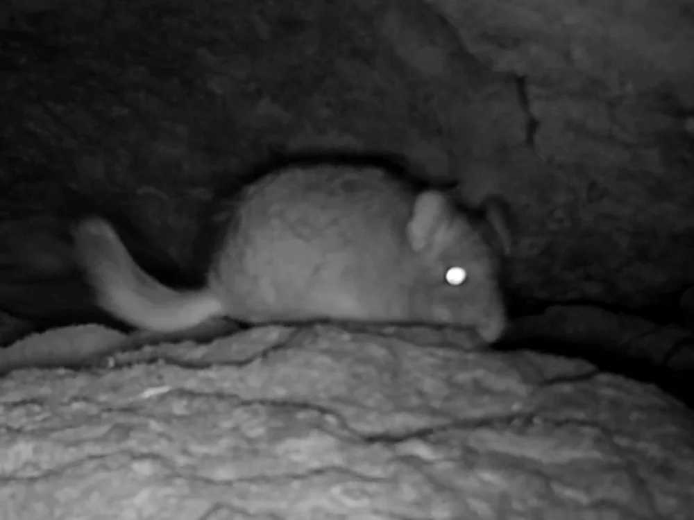 Chinchilla de cola corta (Chinchilla chinchilla) registrada mediante trampa-cámara sobre un roquerío