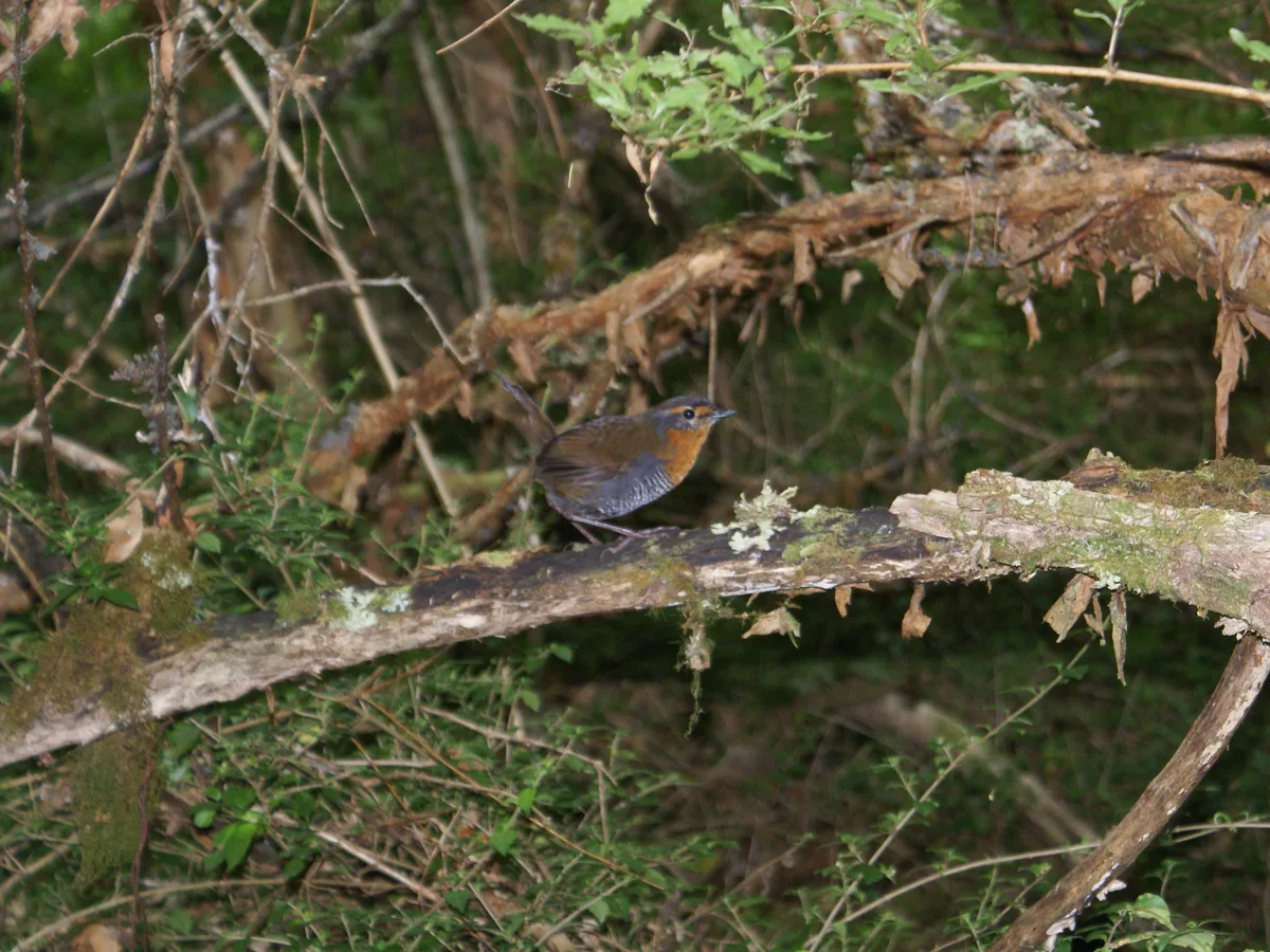 Chucao (Scelorchilus rubecula) posado sobre una rama en bosque nativo