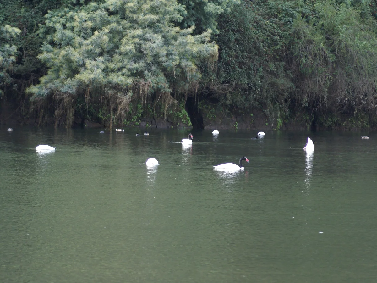 Cisnes de cuello negro (Cygnus melancoryphus) en humedal rodeado de vegetación ribereña