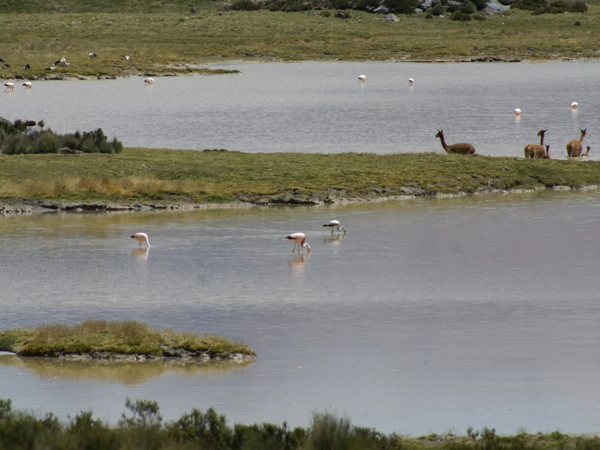 Vega altiplánica con flamencos, otras aves y vicuñas en un humedal de altura