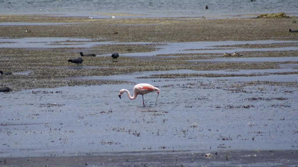 Flamenco chileno (Phoenicopterus chilensis) en aguas someras de un humedal