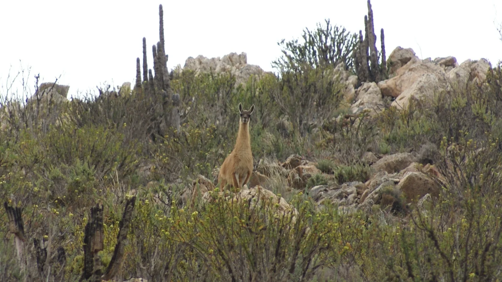 Guanaco (Lama guanicoe) entre cactáceas, roqueríos y vegetación arbustiva