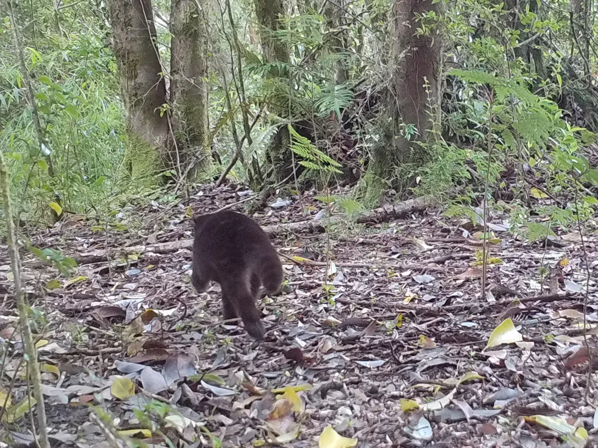 Güiña melánica (Leopardus guigna) registrada mediante trampa-cámara en bosque nativo