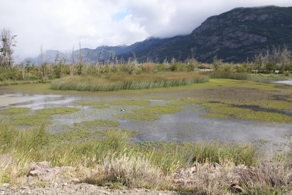 Humedal patagónico con vegetación palustre y montañas al fondo.
