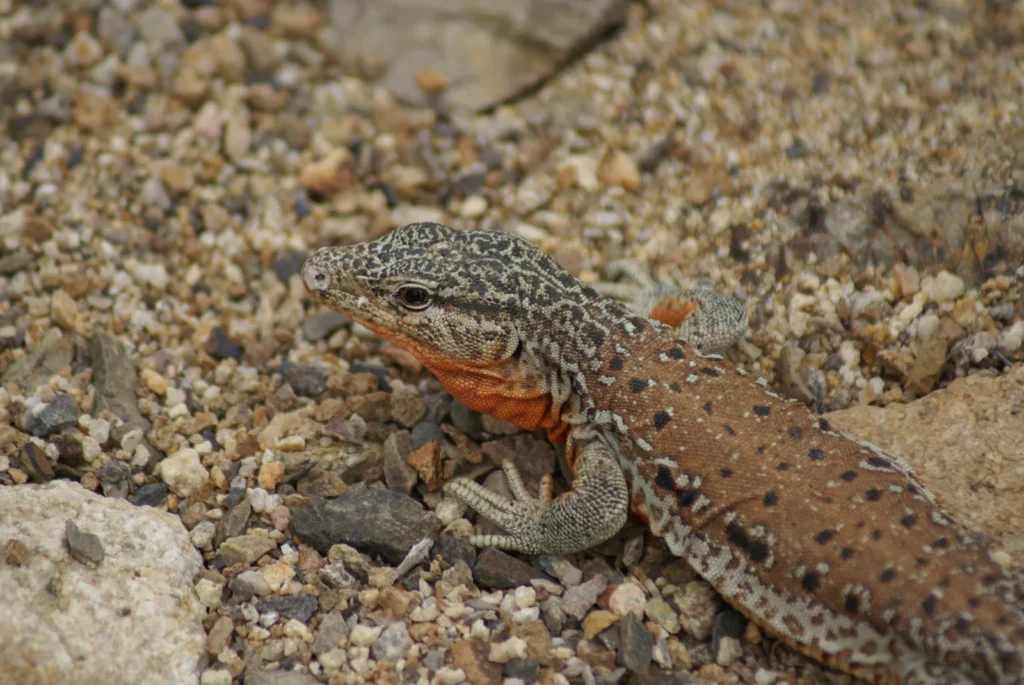 Iguana chilena (Callopistes maculatus) sobre suelo pedregoso.