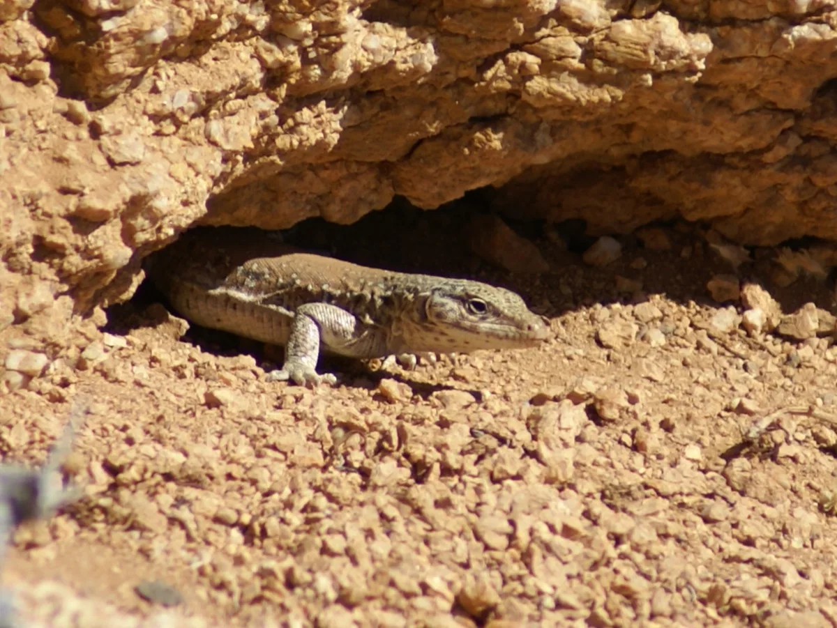 Iguana chilena (Callopistes maculatus) asomándose desde un refugio en suelo pedregoso