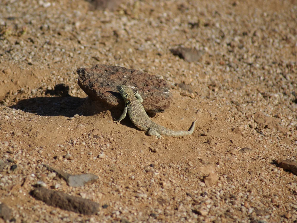 Lagartija de mancha negra (Liolaemus nigromaculatus) junto a una roca sobre suelo arenoso