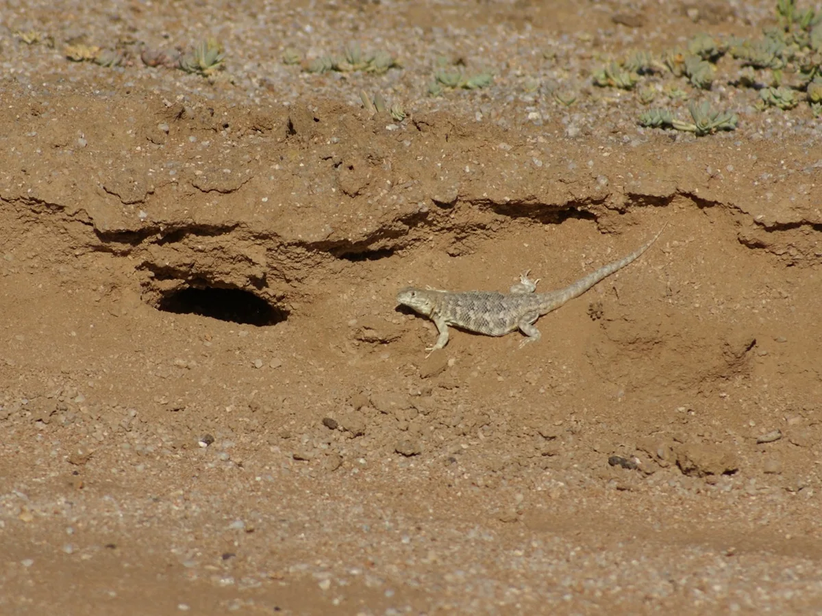Lagartija de mancha negra (Liolaemus nigromaculatus) junto a una madriguera en ambiente árido