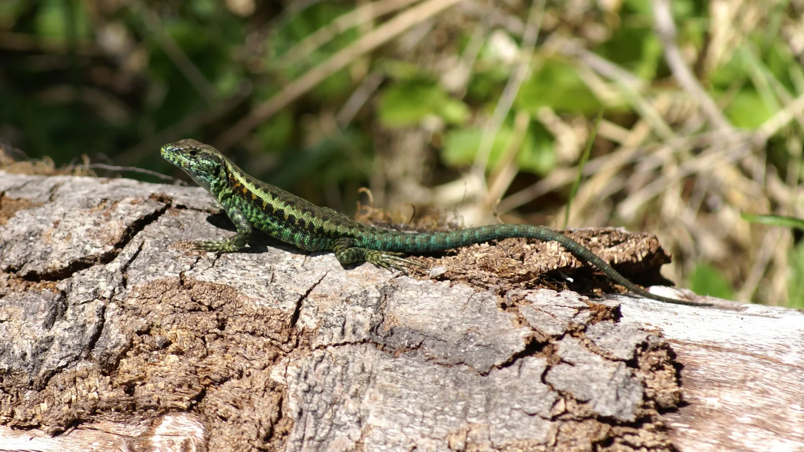Liolaemus pictus (lagartija pintada) sobre un tronco caído en un ambiente con vegetación