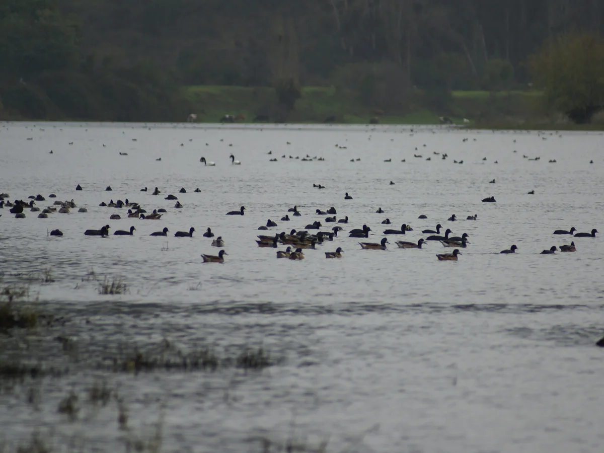 Patos, taguas y cisnes de cuello negro en humedal durante monitoreo de fauna silvestre