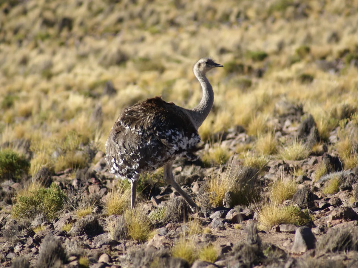 Suri (Rhea pennata) en ambiente altoandino rocoso