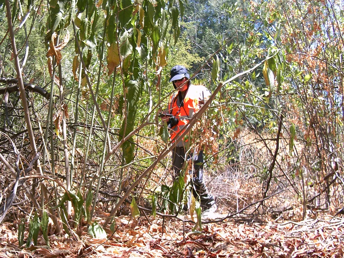 Profesional realizando monitoreo de fauna silvestre en terreno con vegetación nativa