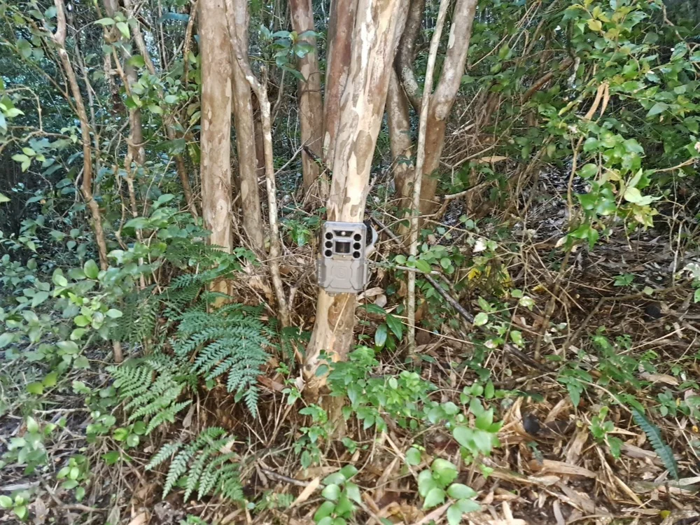 Trampa-cámara instalada en bosque nativo para monitoreo de fauna