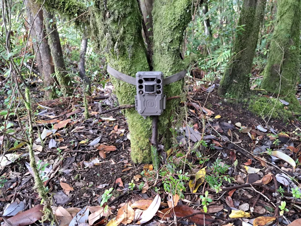 Trampa cámara instalada en bosque nativo para monitoreo de fauna silvestre