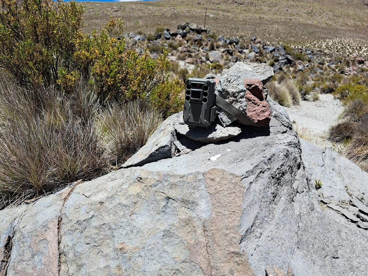 Trampa-cámara instalada en ambiente altiplánico para monitoreo de fauna silvestre