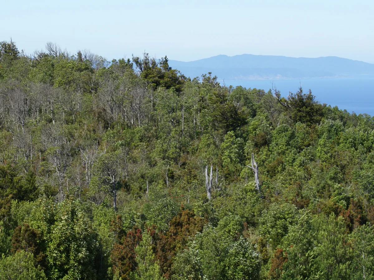 Paisaje con vegetación arbórea y arbustiva, cuerpo de agua y montañas al fondo