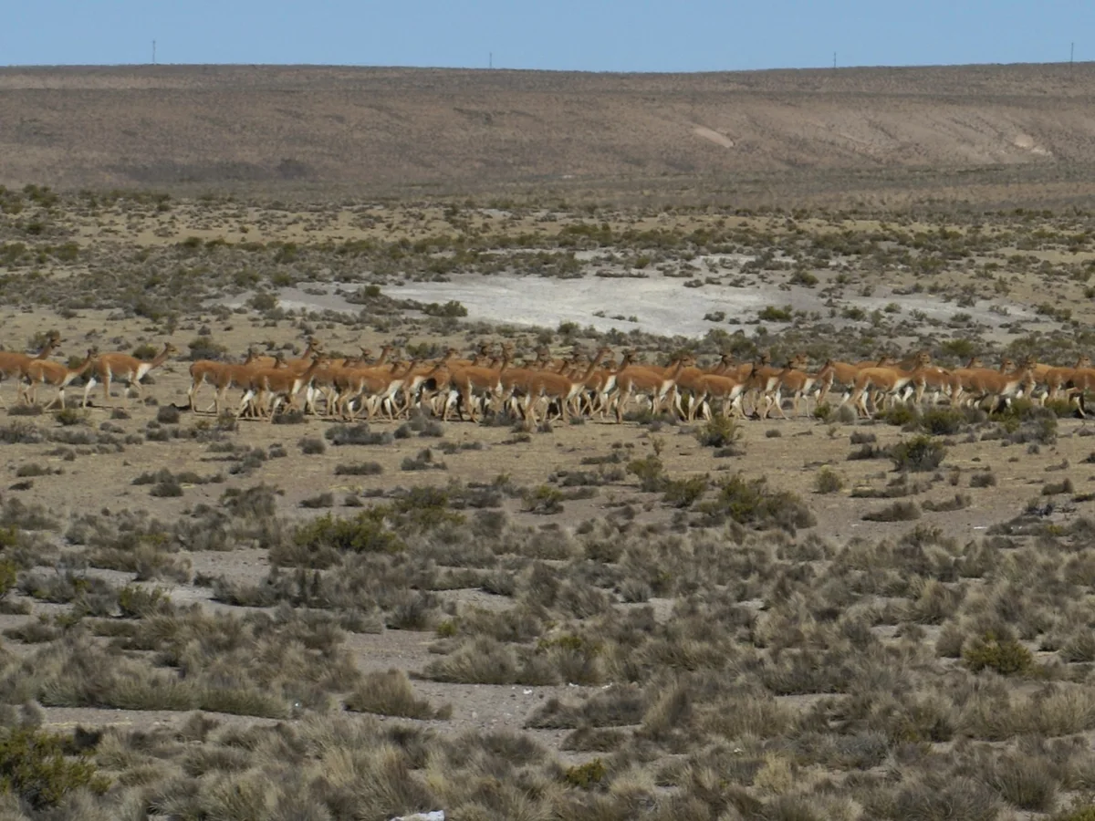 Grupo numeroso de vicuñas (Vicugna vicugna) en ambiente altiplánico durante campaña de monitoreo de fauna
