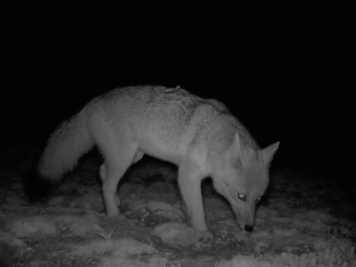 Zorro culpeo (Lycalopex culpaeus) registrado durante la noche mediante trampa-cámara.